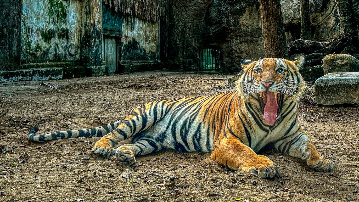 Bengal tiger