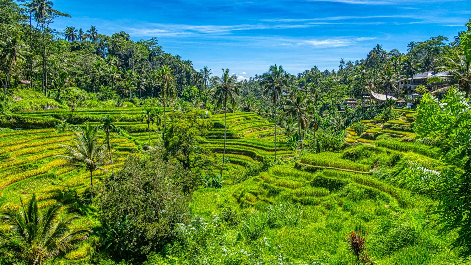 Tegallalang