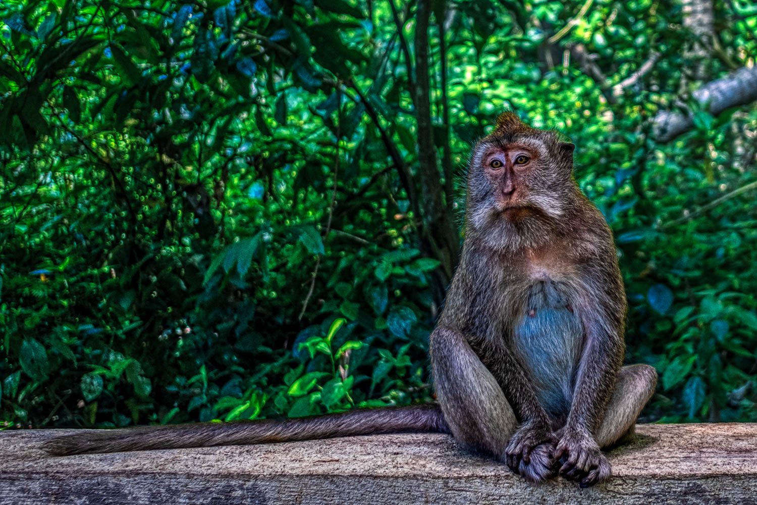 Floresta dos Macacos
