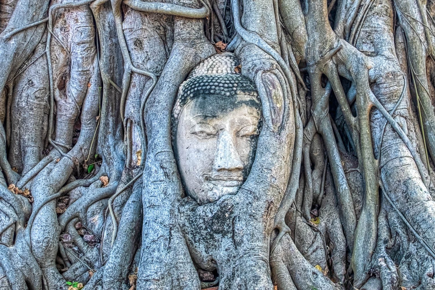 Cabeça de Buddha em Wat Mahathat