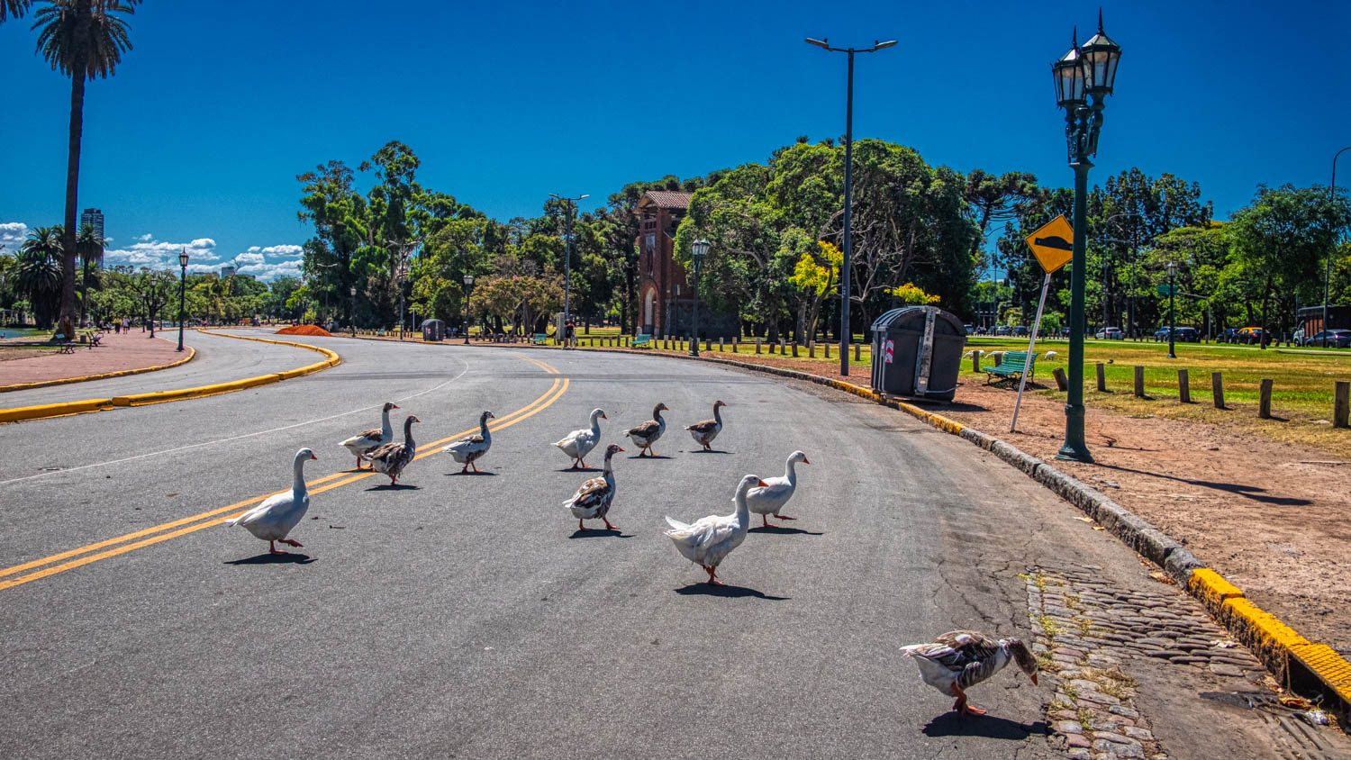 Por que os gansos atravessaram a rua?